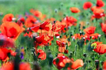 poppies flower field morning spring season