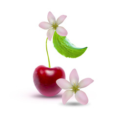 Cherry blossom with leaf and cherry flowers isolated on white background with clipping path. Two cherry flowers isolated on white background with clipping path.