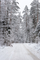 Road at white winter landscape in the forest.