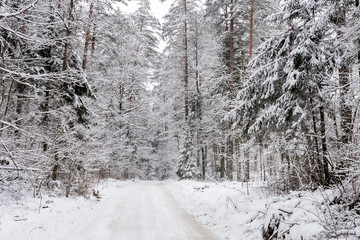 White winter landscape in the forest.