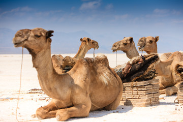 Camels on salt pan in Ethiopia - Afar Region