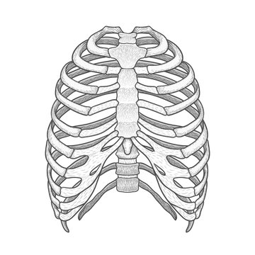 Illustration of human rib cage. Line art style. Boho vector