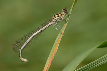 Libelle auf Grashalm