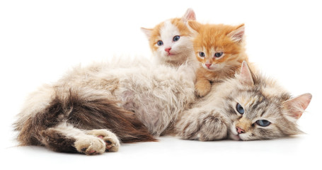 Cat with kittens. © voren1