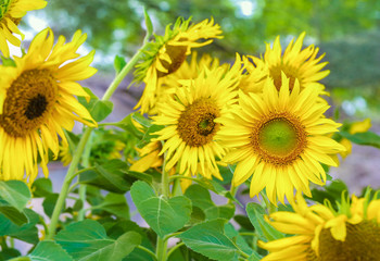 sunflower in nature