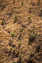 Giant Lobelia - Simien Mountains National Park - UNESCO World Heritage Centre - Ethiopia