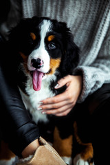 little puppy of bernese mountain dog on hands of fashionable gir