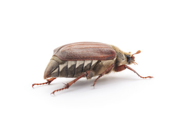Brown beetle.