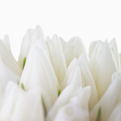 White tulips. a bouquet of flowers