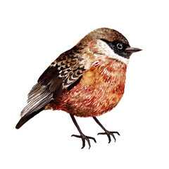 Fototapeta premium Watercolor vector bird