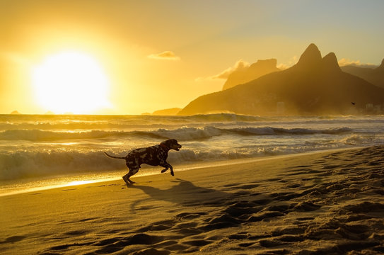 Dalmatian dog running at edge of Atlantic Ocean on the background of beautiful golden sunset, Dois Irmaos Mountain and Pedra da Gavea at Ipanema beach, Rio de Janeiro, Brazil