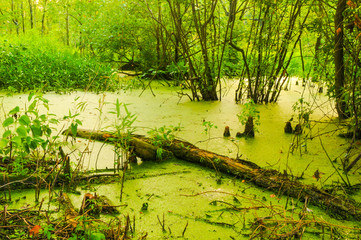 Mossy Pond Closeup