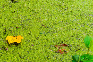 Leaf in the mossy pond