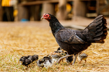 Hen chick rearing in natural environment rural scene