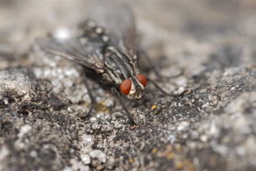 Fleischfliege