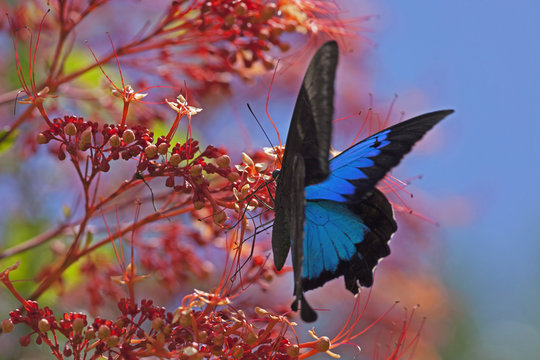 Papillon Ulysse bleu et noir butinant sur arbre en fleurs, Australie