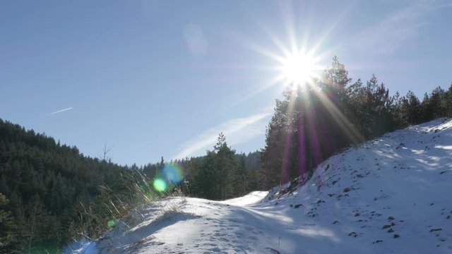 First snow covers cone-bearing seed plants 3840X2160 UHD tilting footage - Slow tilt on sun flare shine over snowed coniferous woods 4K 2160p 30fps UltraHD video 