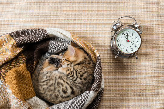 Kitten sleeping in a plaid blanket with a clock on a light background