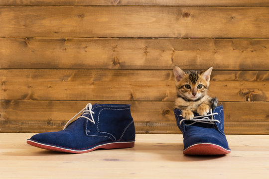 kitten sitting in blue shoes on the floor