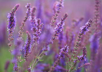 Wildflowers. Shalfey