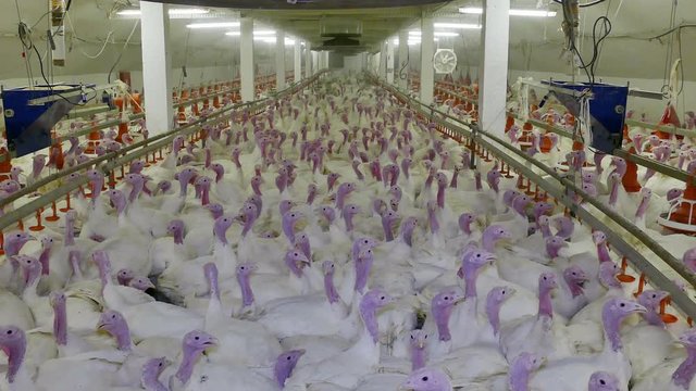 Poultry farm for growing broiler turkeys