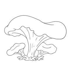 Forest mushrooms. Edible mushroom chanterelle. Coloring book vector isolated.