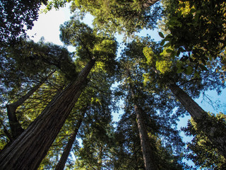 Looking up in the sky between tall redwood trees in Redwood National Park, USA