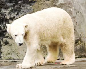 Obraz na płótnie Canvas Polar bear. Ursus maritimus.