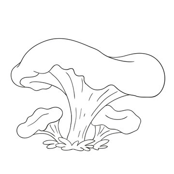 Forest mushrooms. Edible mushroom chanterelle. Coloring book vector isolated.