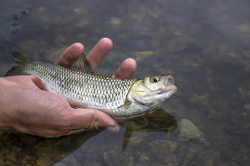 Small fish in hand. Releasing chub