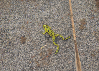 red-bellied frog