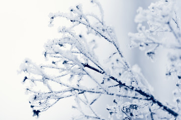 white icy plant