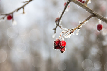 red wild apples on the branch in the winter