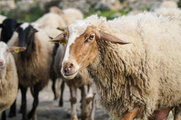 Group of sheeps in field