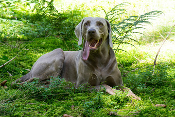 Jagdhund wartet liegend im Wald