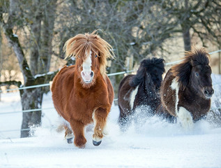 Galoppierende Ponys im Schnee