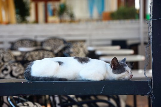 Grey and white Cretan cat sleeping on a wooden beam at a harbourside bar, Hersonissos, Crete.