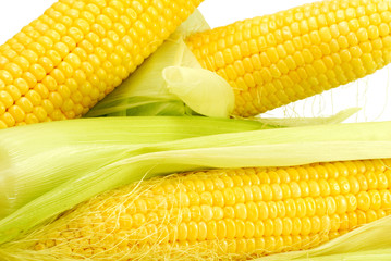 Fresh yellow corn isolated on white