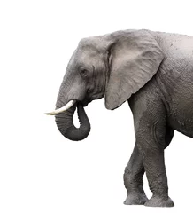 Photo sur Plexiglas Éléphant éléphant isolé sur fond blanc
