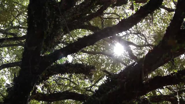 Time lapse e copa de &aacute;rvore com sol.