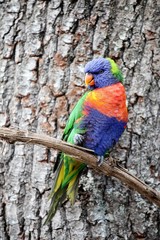 Rainbow Lorikeet sitting on a branch