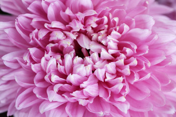 close up of pink dahlia flower as background.
