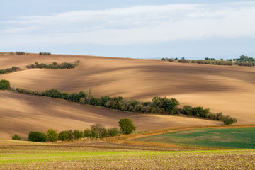 Fototapeta na wymiar Wavy brown fields, Moravia, Czech Republic