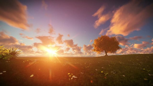 Solitary tree on green meadow, time lapse sunrise