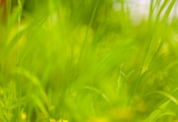 blurred green grass