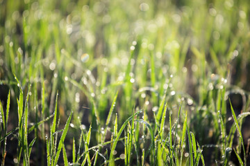 morning dew drop on rice plant with beautiful bokeh background.