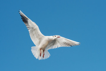 Black-headed Gull, Chroicocephalus ridibundus