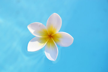 Nice exotic flower
