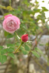 Rose in the garden