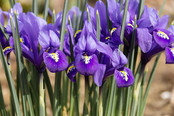   fresh violet irises lit by the sun